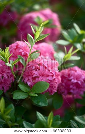 Rhododendron Homebush - pink flowering shrub. Summer background. Flower Pattern