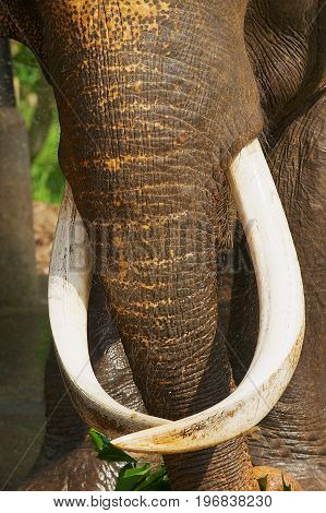 Trunk of an adult male indian elephant in Pinnawala Elephant Orphanage, Sri Lanka.