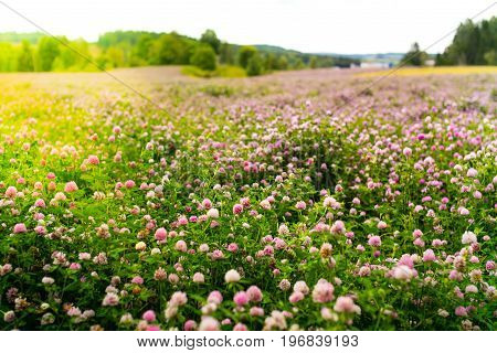 Clover Flowers, Trifolium Pratense, Outside In A Field