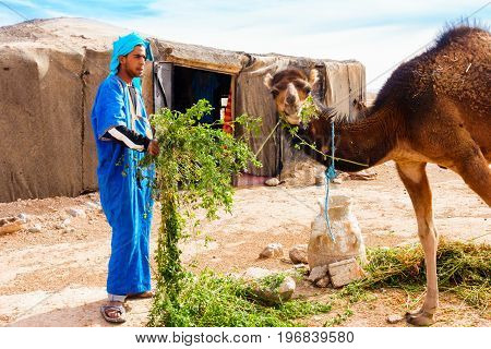 Sahara Morocco - May 10 2017: Berber man dressed in traditional moroccan gandoura and touareg feeds his camel with alfalfa in front of his Berber tent in the moroccan Sahara desert.