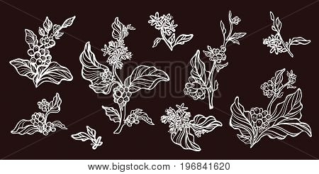 Set of vintage retro handmade pictures. Branches of coffee tree with leaves flowers and natural coffee beans. Botanical contour drawing. Vector illustration isolated eps.10