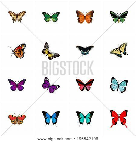 Realistic Morpho Hecuba, Summer Insect, Danaus Plexippus And Other Vector Elements