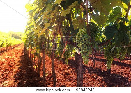 View of vineyards in the Istrian countryside