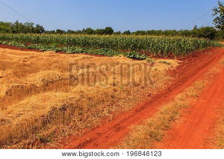View of Istrian countryside in the summer season