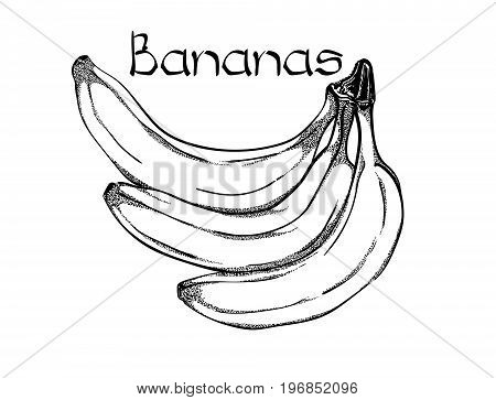 Vector Bananas Vegetarian healthy treating hand drawn illustration. Use for bar, cocktail, flyer, banner, store