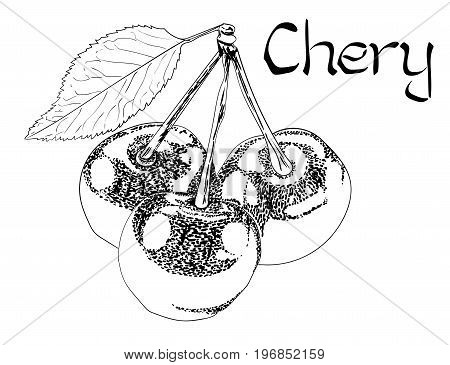 Vector Chery Vegetarian healthy treating hand drawn illustration. Use for bar, cocktail, flyer, banner, store