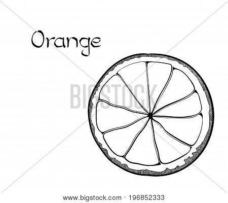 Vector Orange Vegetarian healthy treating hand drawn illustration. Use for bar, cocktail, flyer, banner, store