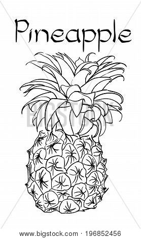 Vector Pineapple Vegetarian healthy treating hand drawn illustration. Use for bar, cocktail, flyer, banner, store
