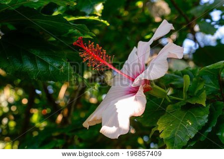 red and white flower in botanic garden