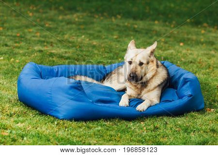 dog on his bed, green grass background