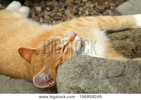 Ginger cat under the influence of catnip. Domestic cat junkie.