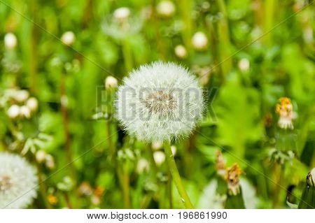 Fluffy dandelion on a green sunny lawn