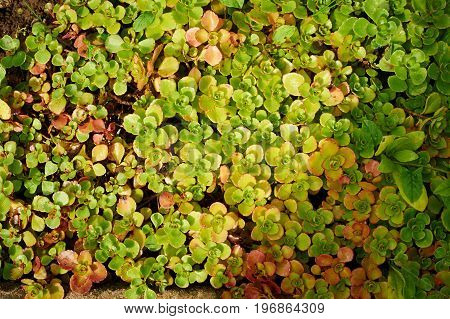 Groundcover low-growing decumbent plant with a red tint. Texture