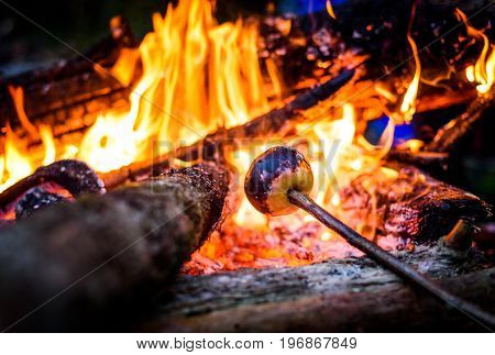 Making and cooking grilled apple over open camp fire. Grilling food over flames of bonfire on wooden branch - stick spears in nature at night. Scouts way of preparing food.