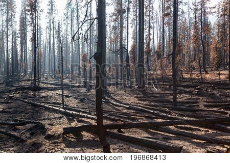 Trees Burnt By Forest Fire