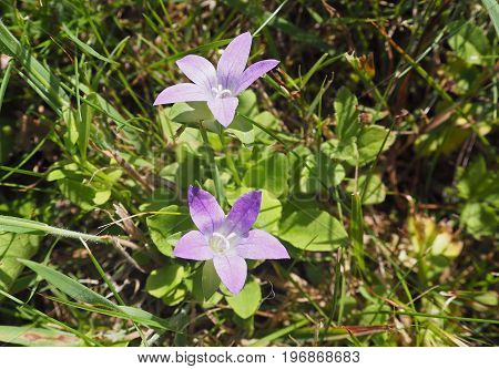 soft violet pink blooming flowers in the grass