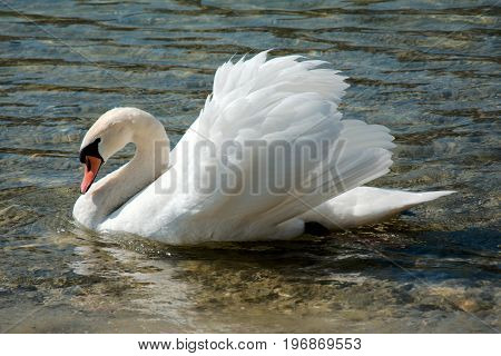 Single swan swimming in a lake in summer