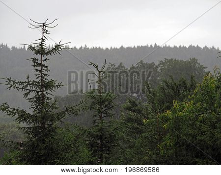 sad autumn spuce tree forest in the heavily rain