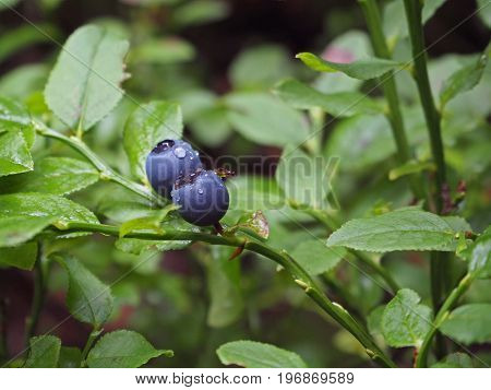 Close Up Blueberry On The Branch