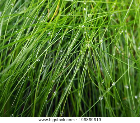 forest grass background with a morning dew