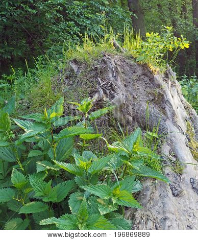 Nettles And Grass Growing For Dead Stump