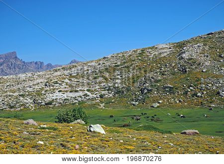 Green Mountain Meadow With Grazing Horses On Rock And Blue Sky