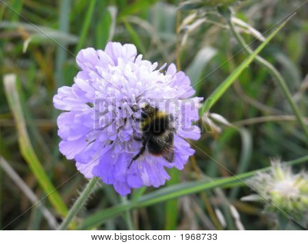 Kornblomst og bi