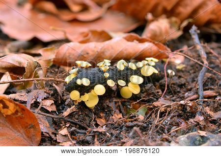 hymenoscyphus calyculus mushroom on a rotten branch