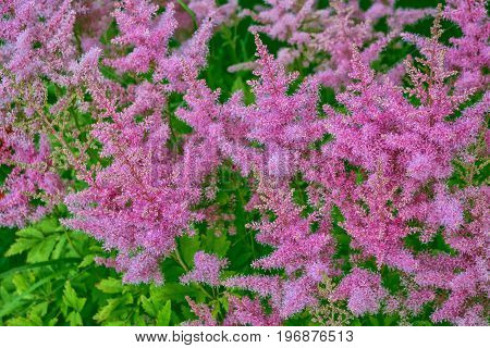 Blurred summer background of flowers of astilba and grass.