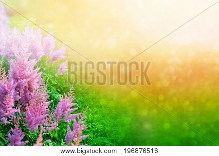 Blurred summer background of flowers of astilba and grass.