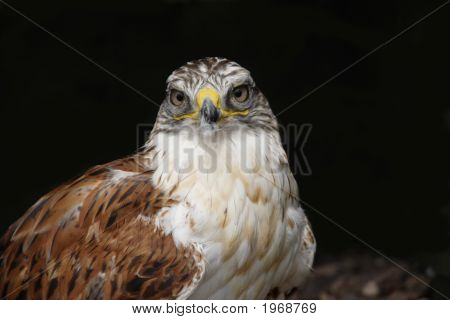 Harris Hawk