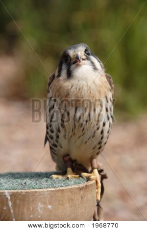 Kestrel