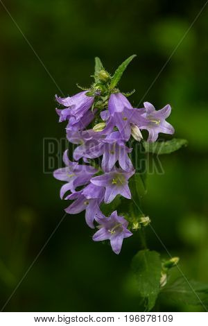 A beautiful blue bellflower blossoming in a forest. Vibrant closup with a shallow depth of field.