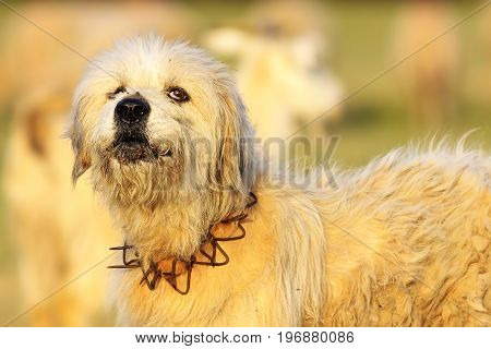 barking fluffy sheepdog closeup image taken near the farm
