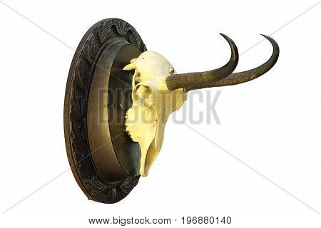 chamois hunting trophy mounted on wooden plate isolation over white background ( R. rupicapra carpatica )
