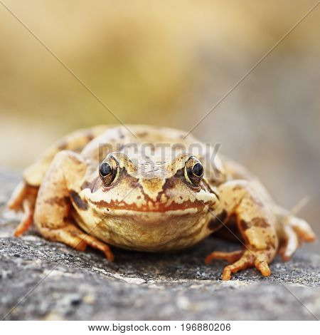 common brown frog macro image ( Rana temporaria )