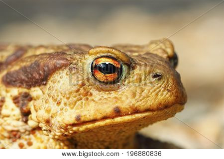 portrait of ugly common brown toad ( Bufo )