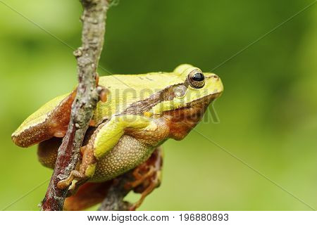 green tree frog climbing on twig ( Hyla arborea )