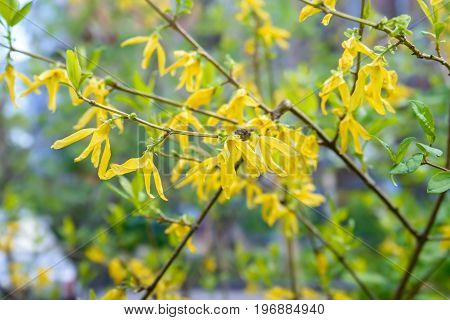 Close up branch of blooming Forsythia with intermediate yellow flowers and green leaves