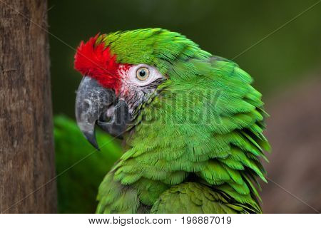 Green military macaw (Ara militaris).