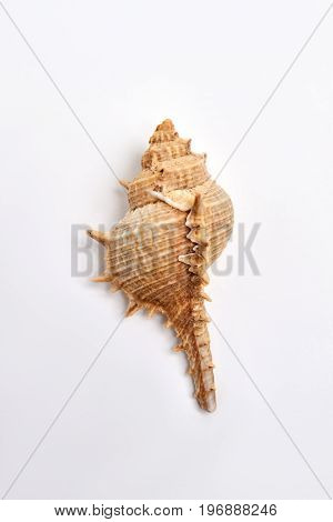 Echinoderm seashell isolated on white. Beautiful oceanic shell.
