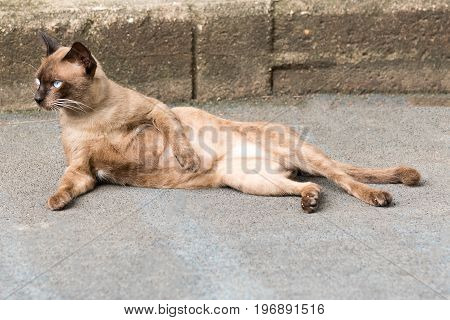 Close-up View Of A Brown Thai Cat Aying Down On Road.