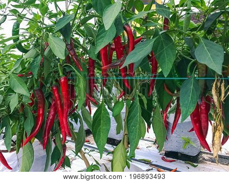 Modern chili farm with fertigation , irrigation system