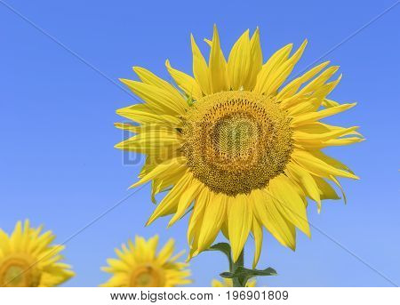 Field of sunflowers on a sunny summer day.