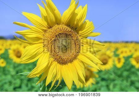 Field of sunflowers on a sunny summer day.