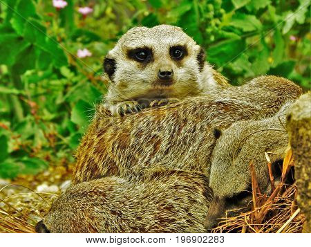 Group of meerkats sleeping at UK zoo