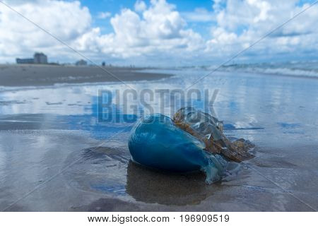 blue barrel jellyfish washed up on Kijkduin beach The Hague the Netherlands