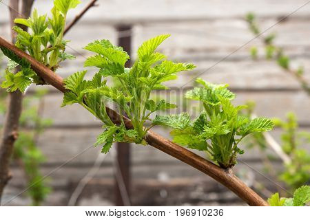 Beautiful Raspberry Leaves. A Green Bush Raspberry. Young Raspberry Leaves In Nature..