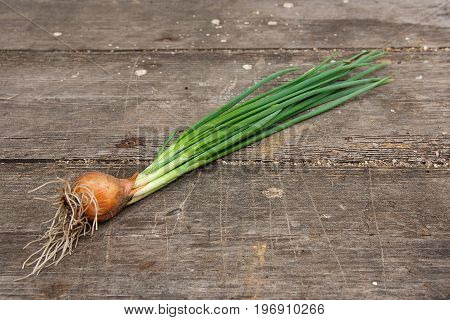 Spring Onions, Harvested Vegetables On Vintage Wooden Background..