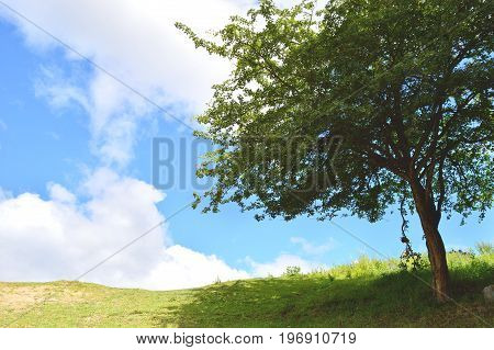 A simple tree agains the sky with the shiny green and blue colors of Georgia.